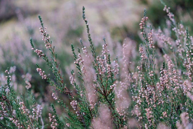 Close up picture of plants at the mountainside by Kristaps Grundsteins