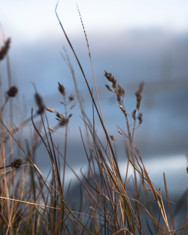 Picture of plants by the lake