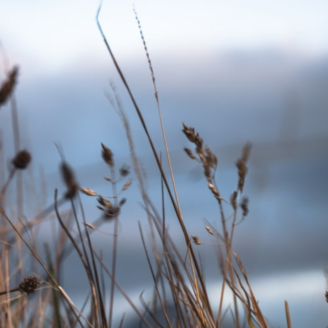 Close up picture of a plant near lake