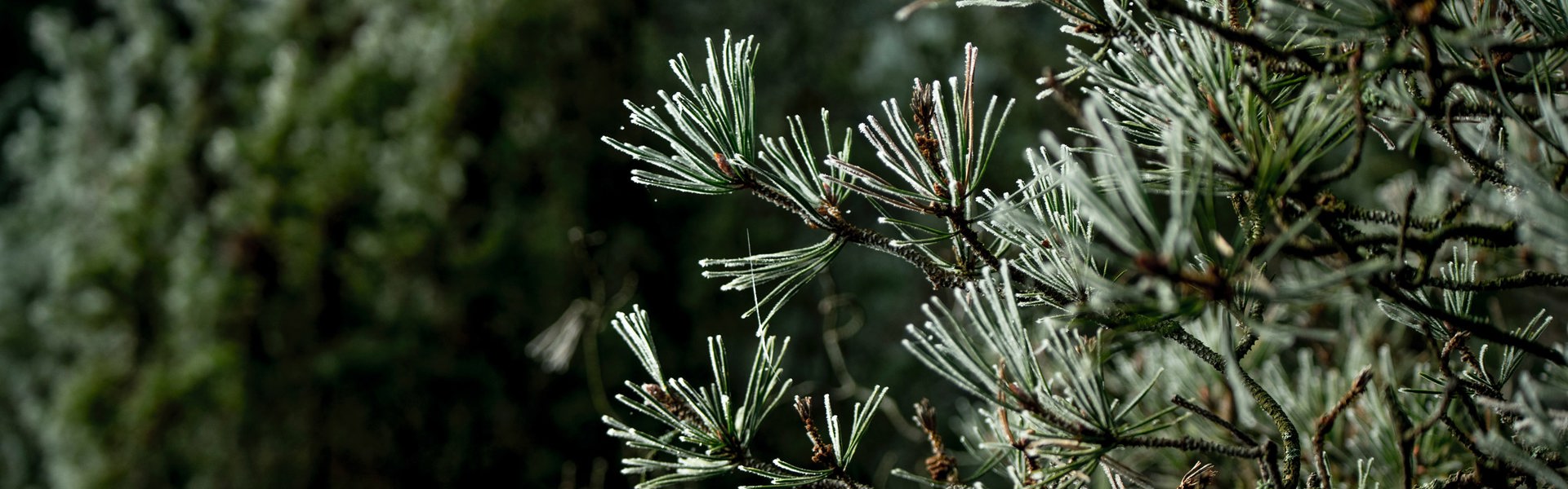 Green tree branch in the forrest