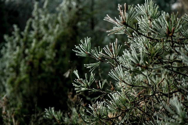 Green tree branch in the forrest