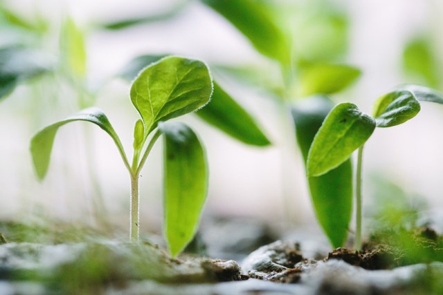 Close up picture of a growing plant by Francesco Gallarotti